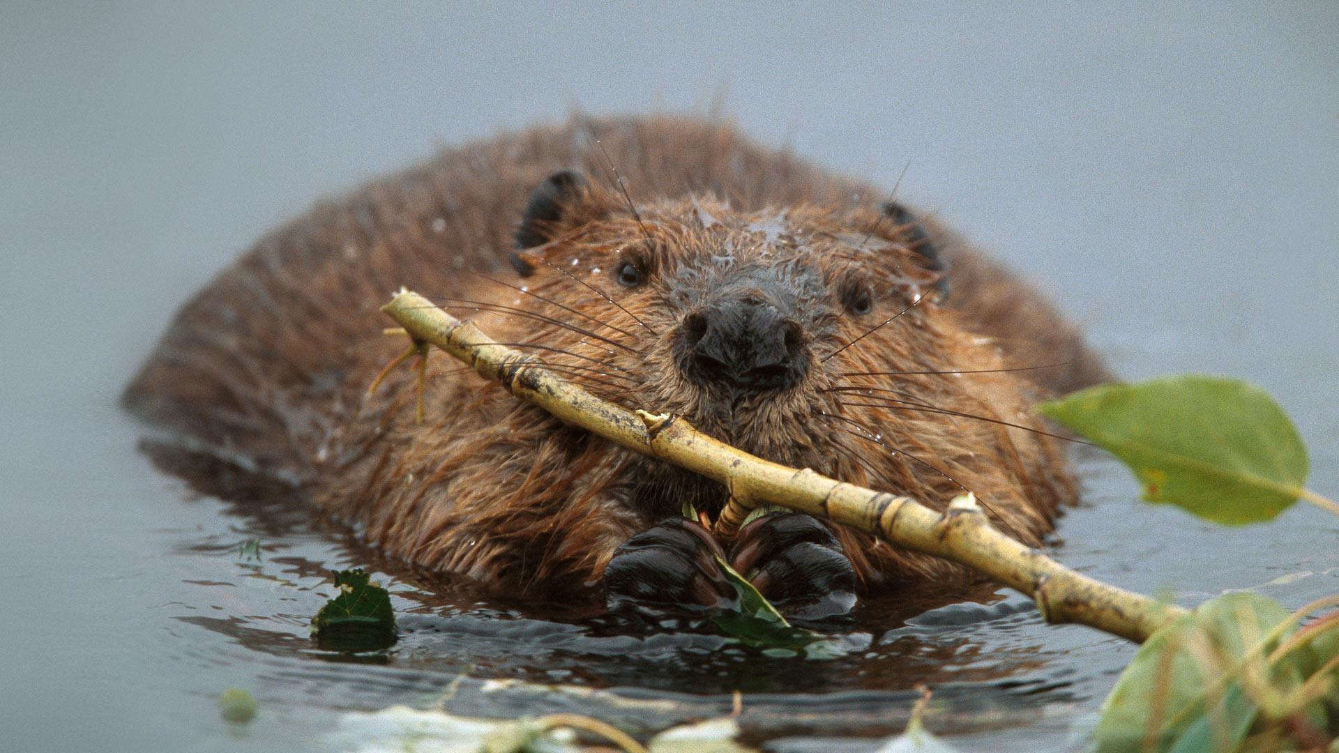 Beaver