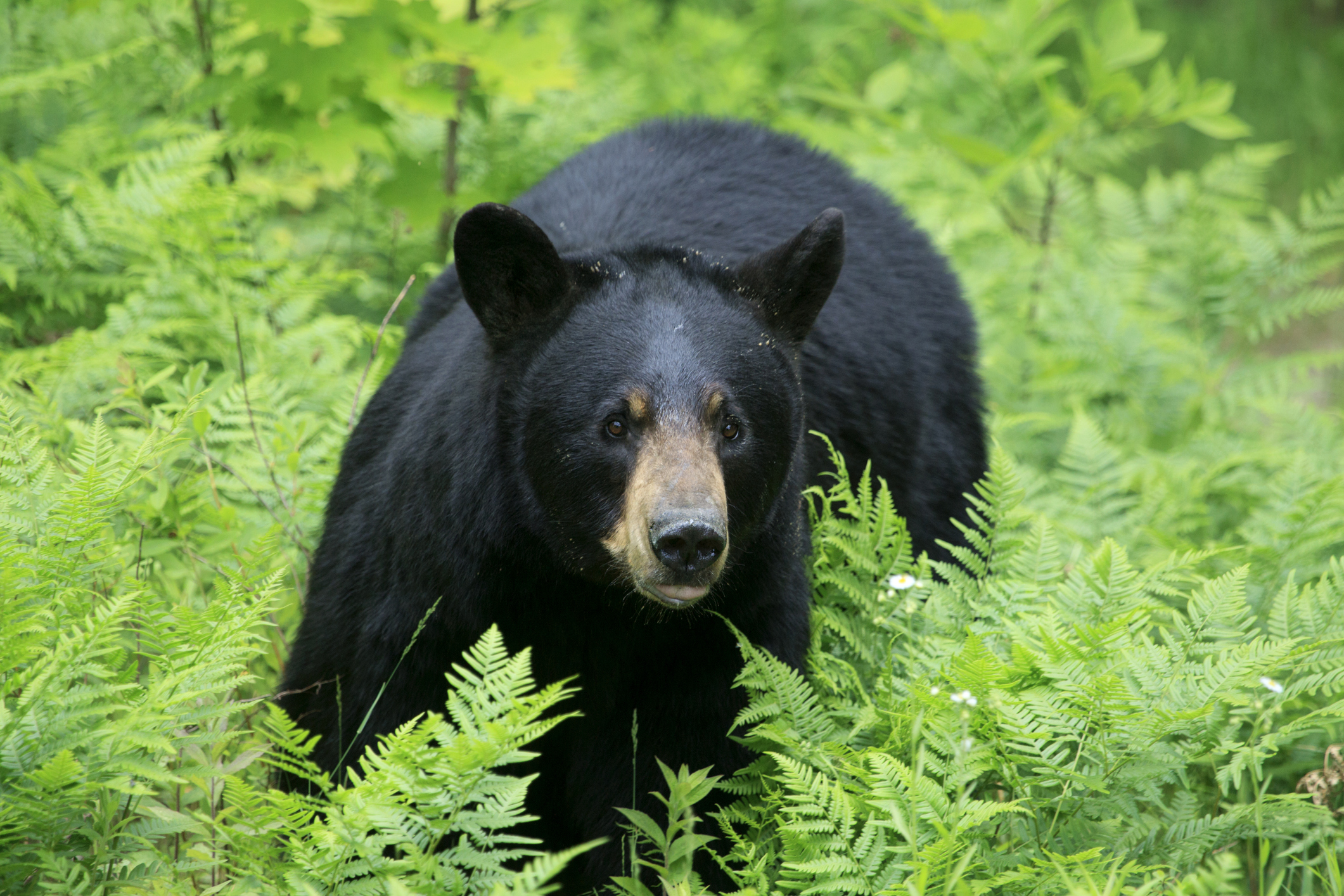 American Black Bear