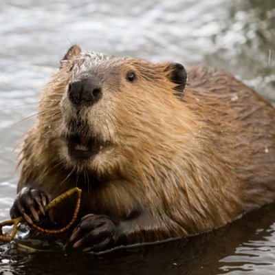 Beaver