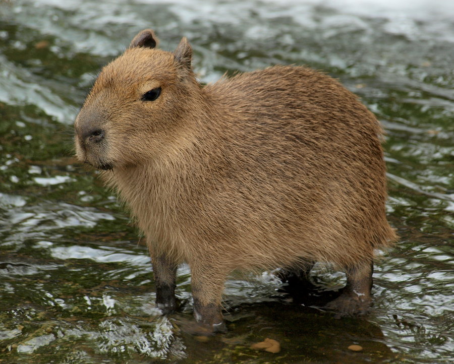 Capybara