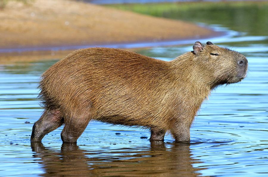 Capybara