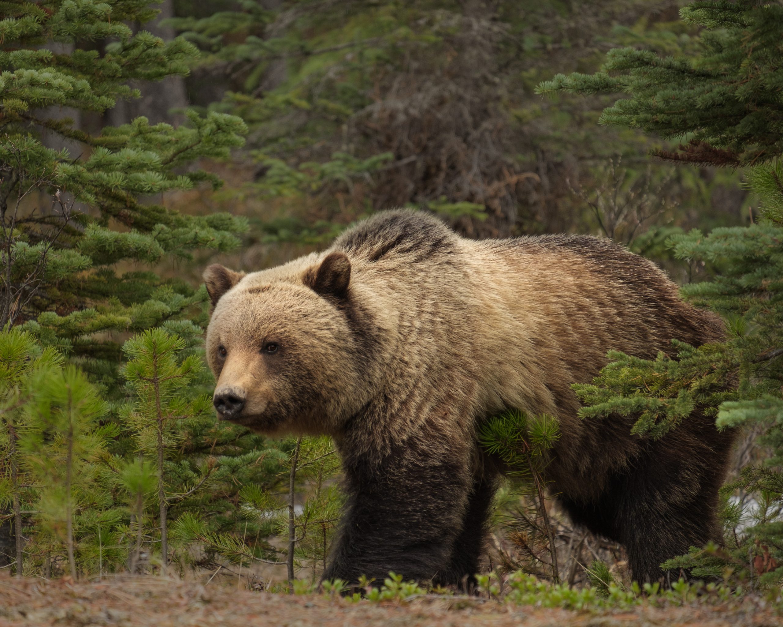 Grizzly Bear