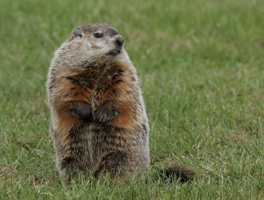 Groundhog