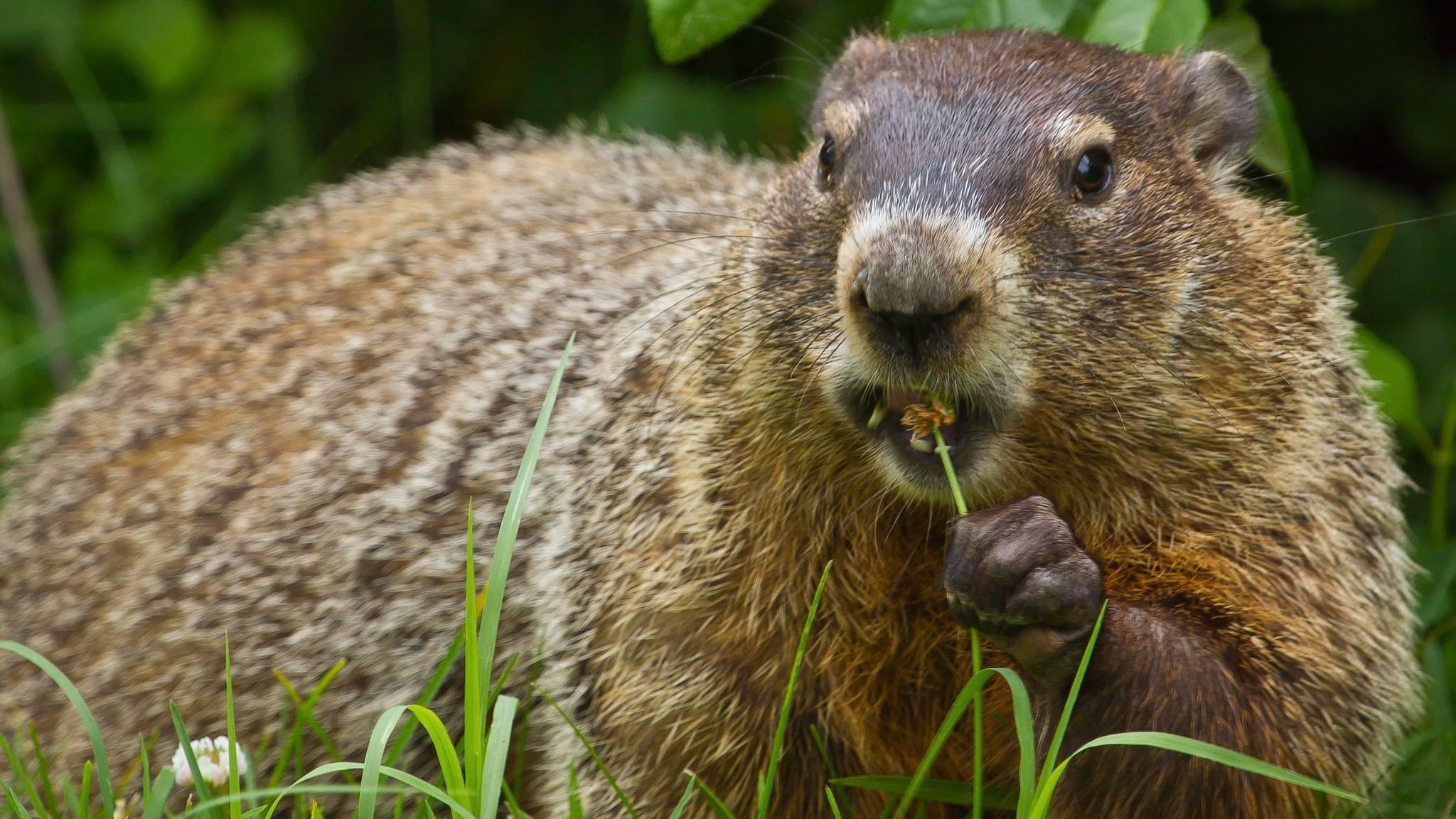Groundhog