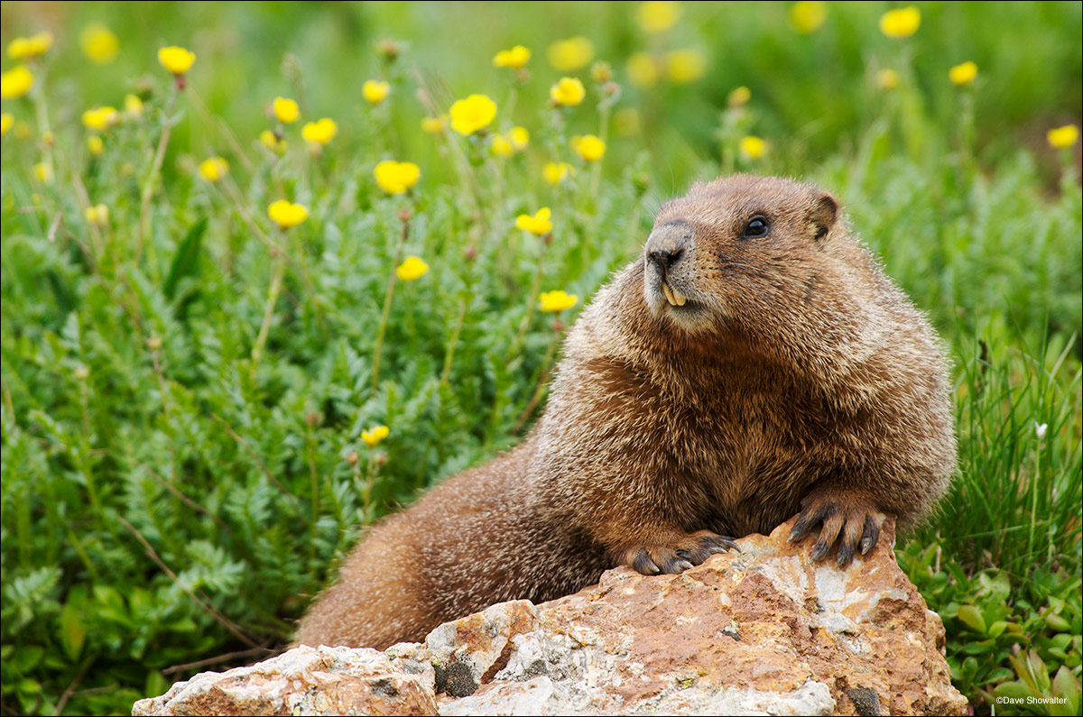 Marmot