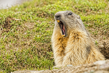 Marmot