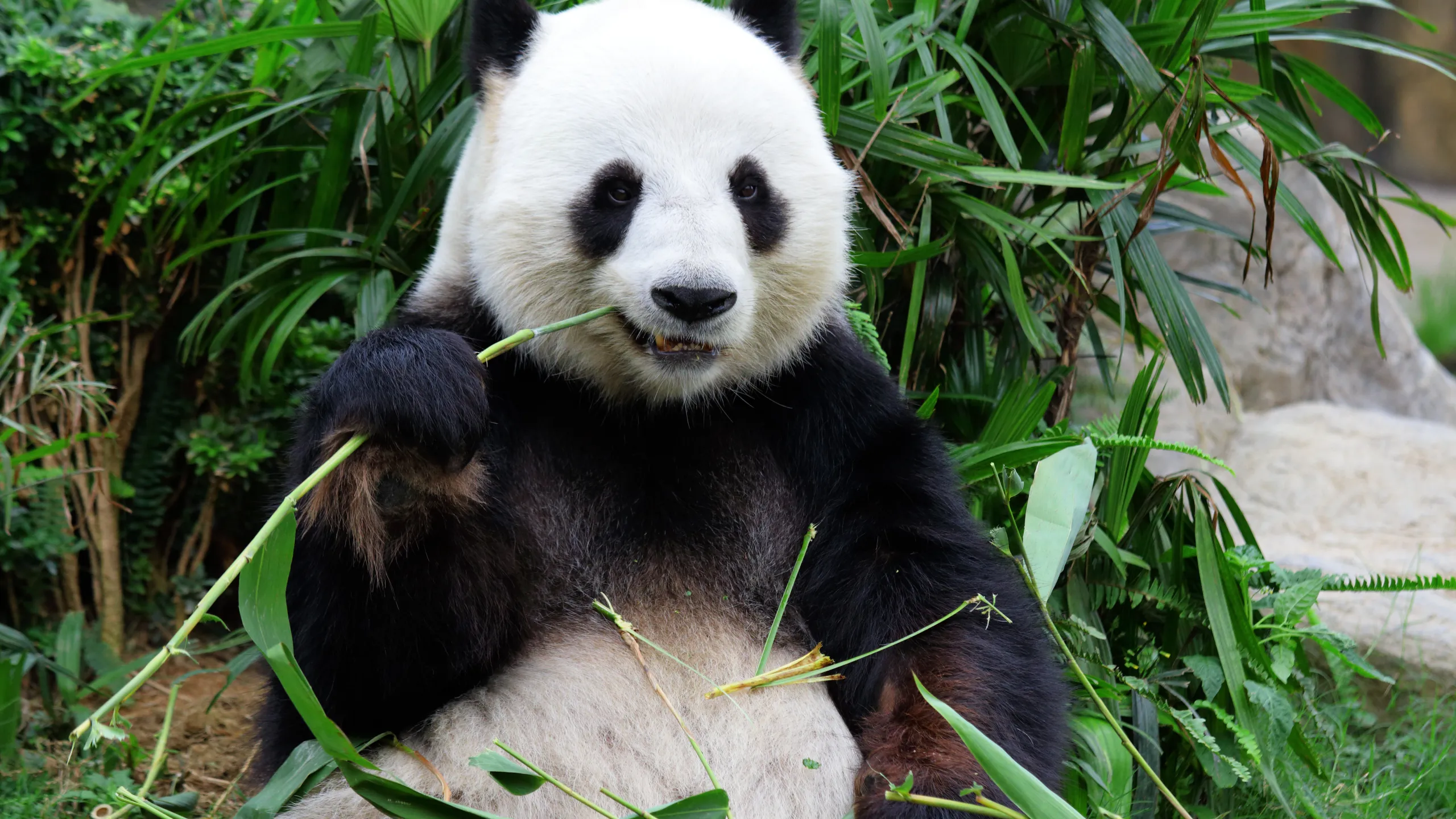 Panda Bear