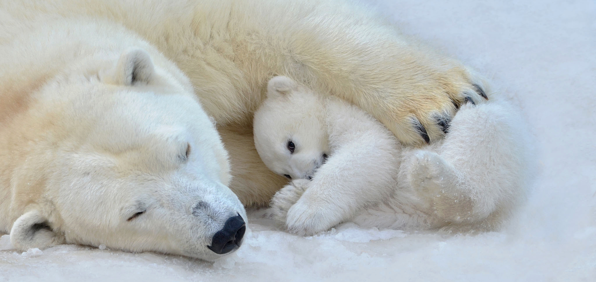 Polar Bear